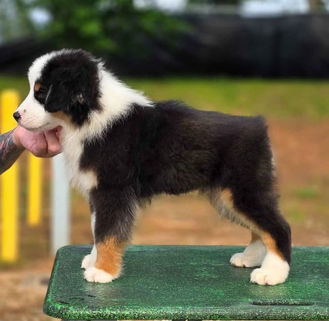 Miniature American Shepherd Puppies media 2