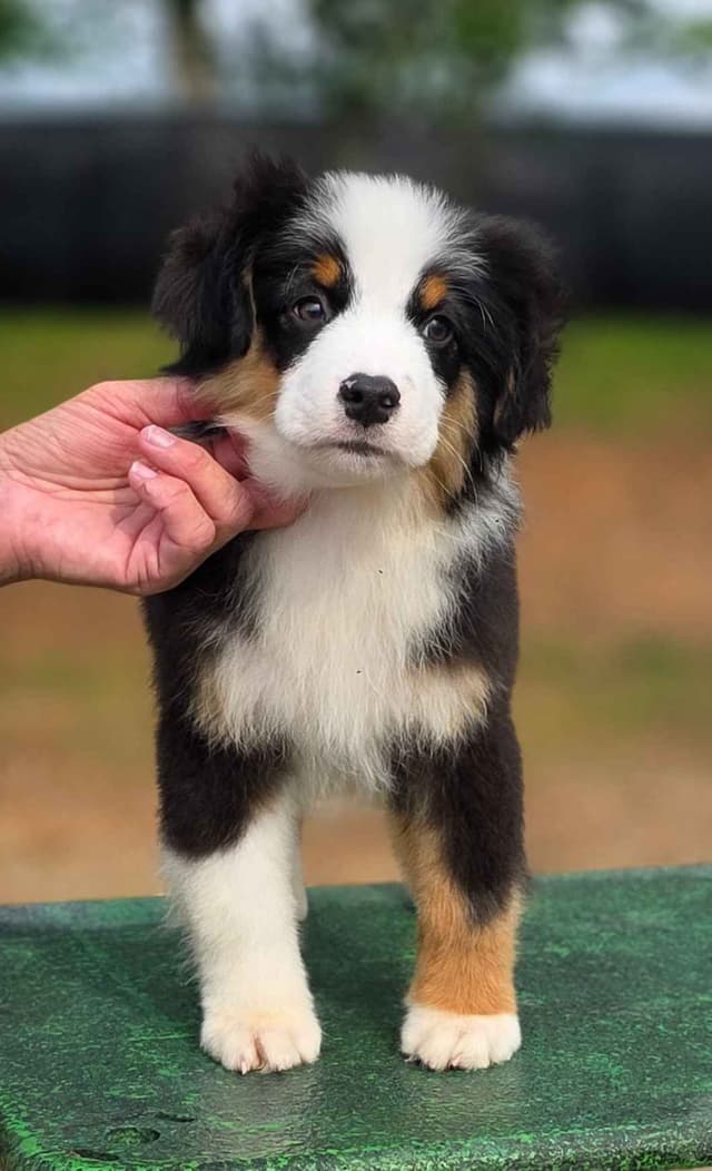 Miniature American Shepherd Puppies media 4
