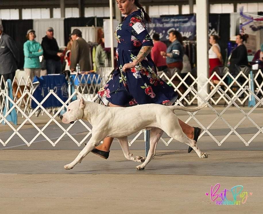 8 week old females Ohio- health tested and champion titled parents breeder image 3