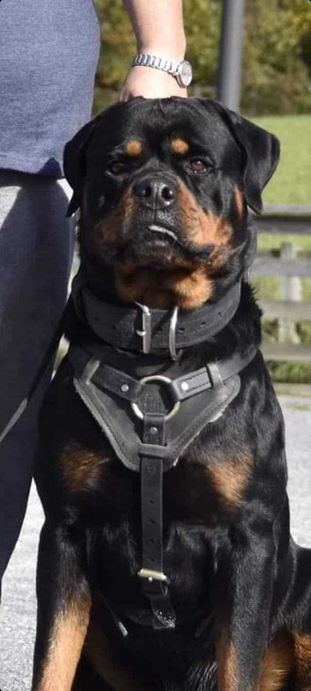 8 week old females Ohio- health tested and champion titled parents breeder image 4