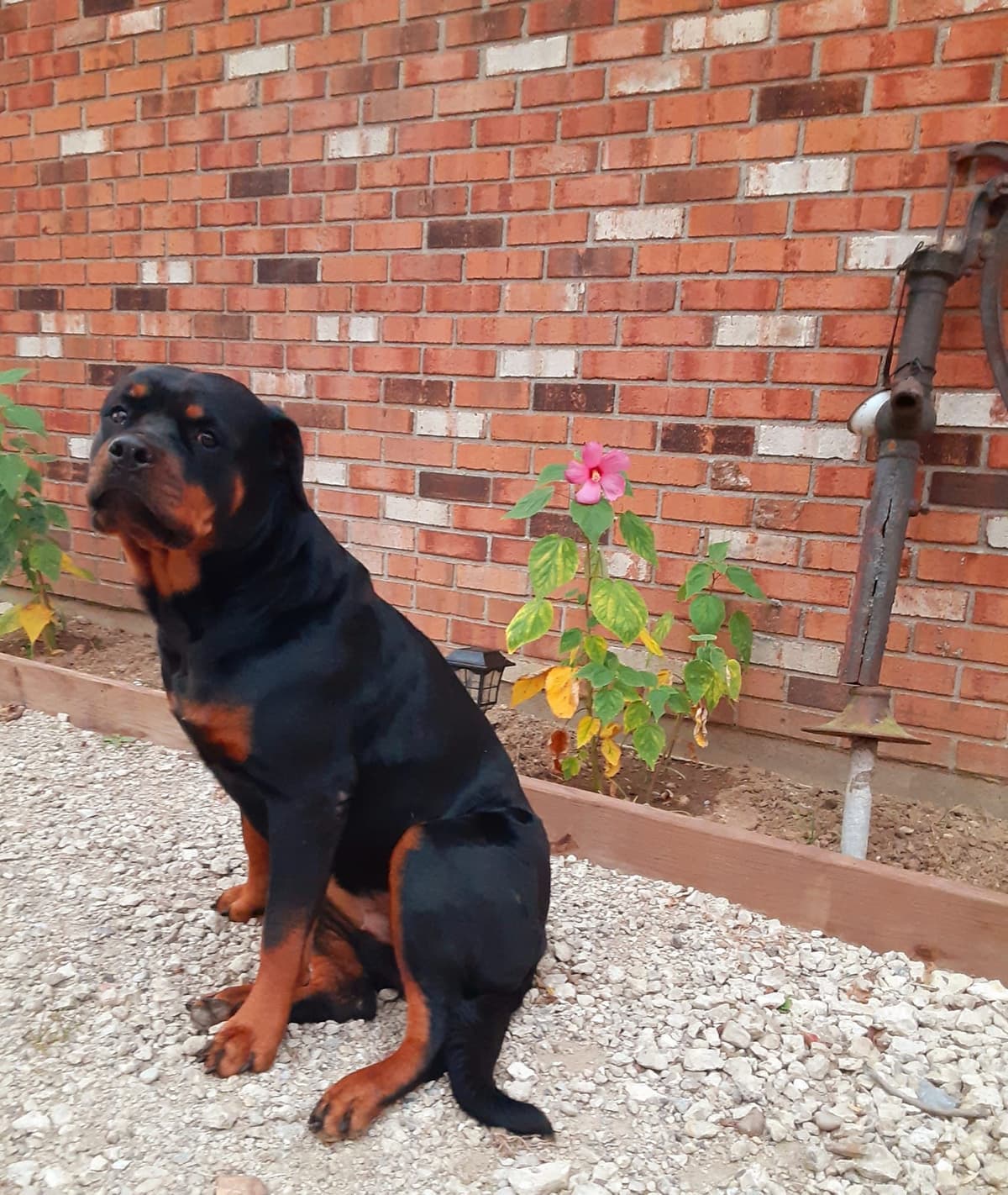 8 week old females Ohio- health tested and champion titled parents breeder image 5