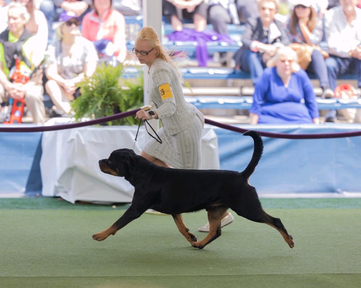 8 week old females Ohio- health tested and champion titled parents breeder image 6