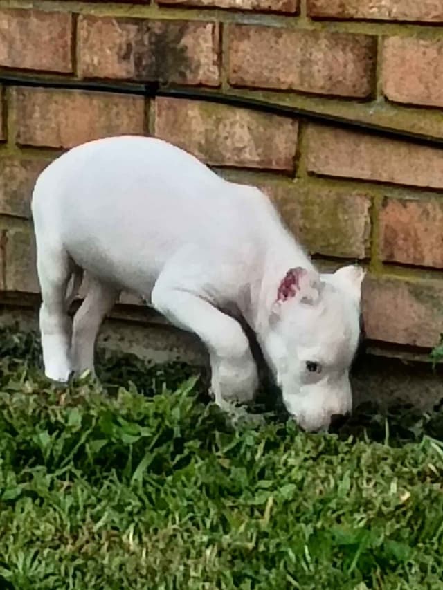 8 week old females Ohio- health tested  and champion titled parents media 3