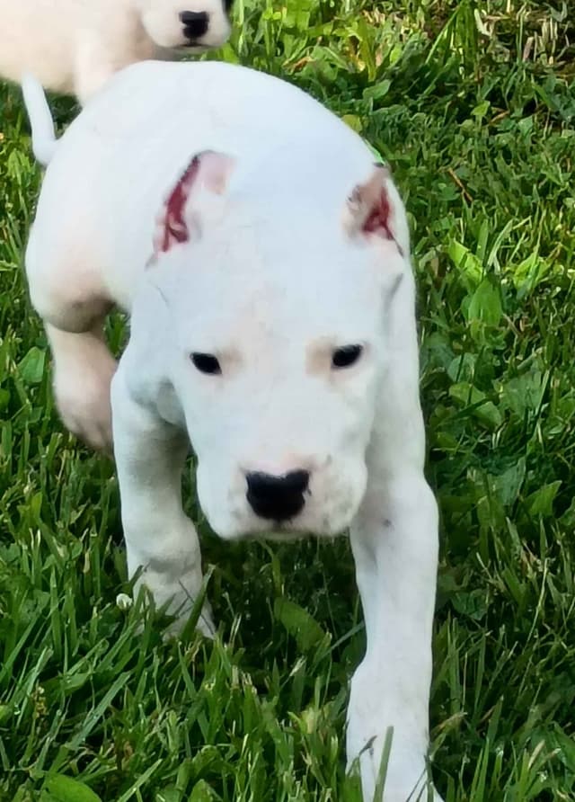 8 week old females Ohio- health tested  and champion titled parents media 4