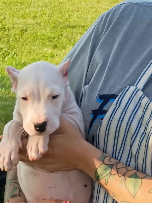 8 week old females Ohio- health tested  and champion titled parents media 5