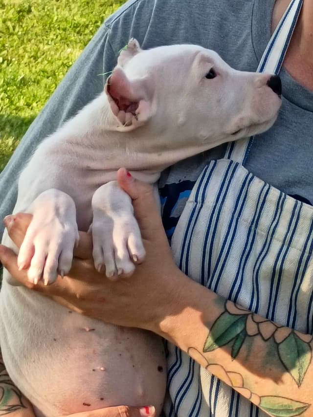 8 week old females Ohio- health tested  and champion titled parents media 6