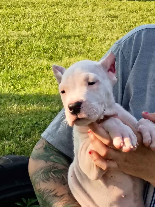 8 week old females Ohio- health tested  and champion titled parents media 7