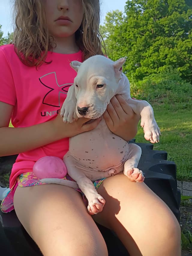 8 week old females Ohio- health tested  and champion titled parents media 8