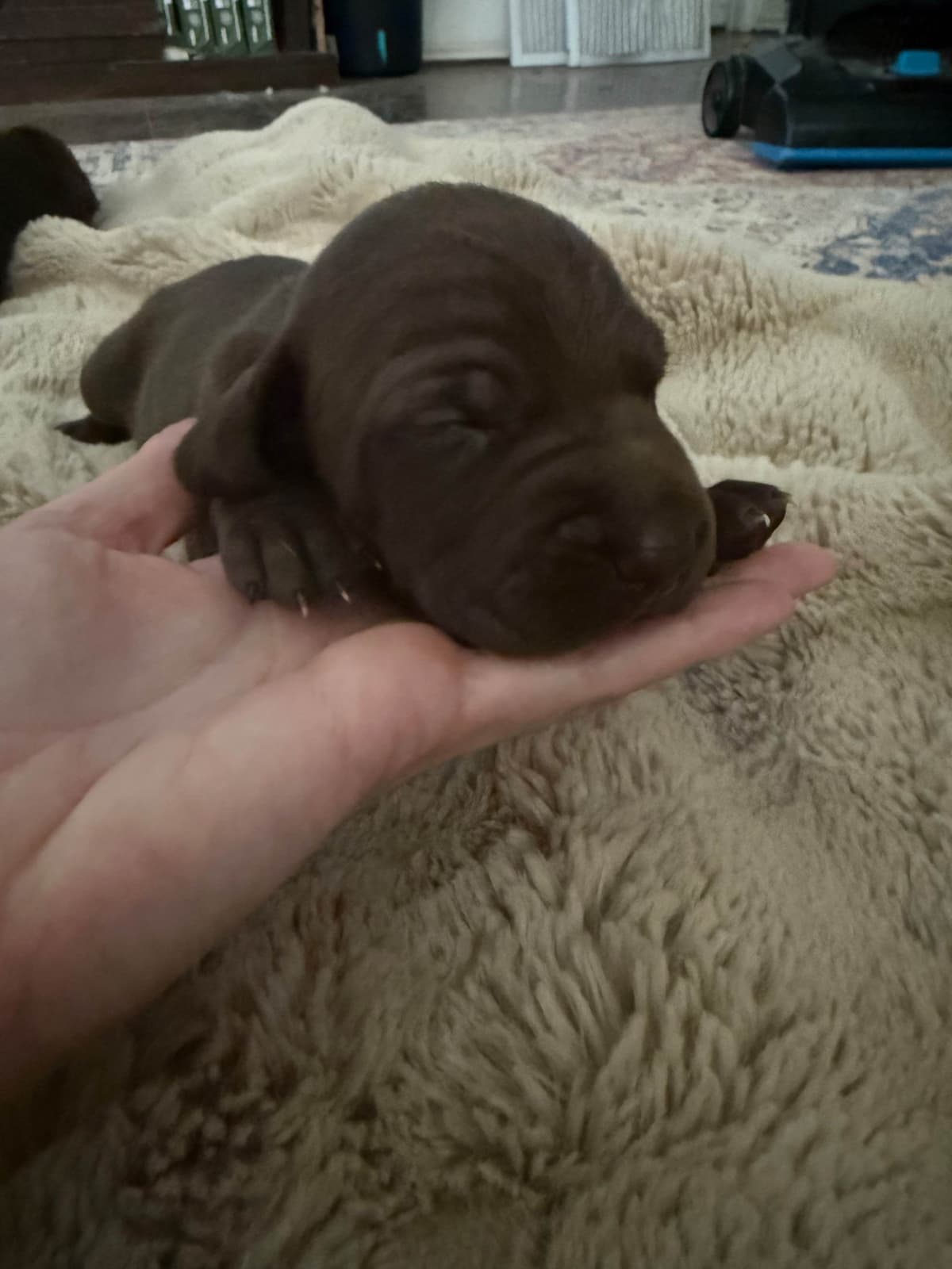 German Shorthaired Pointer Puppies breeder image 1