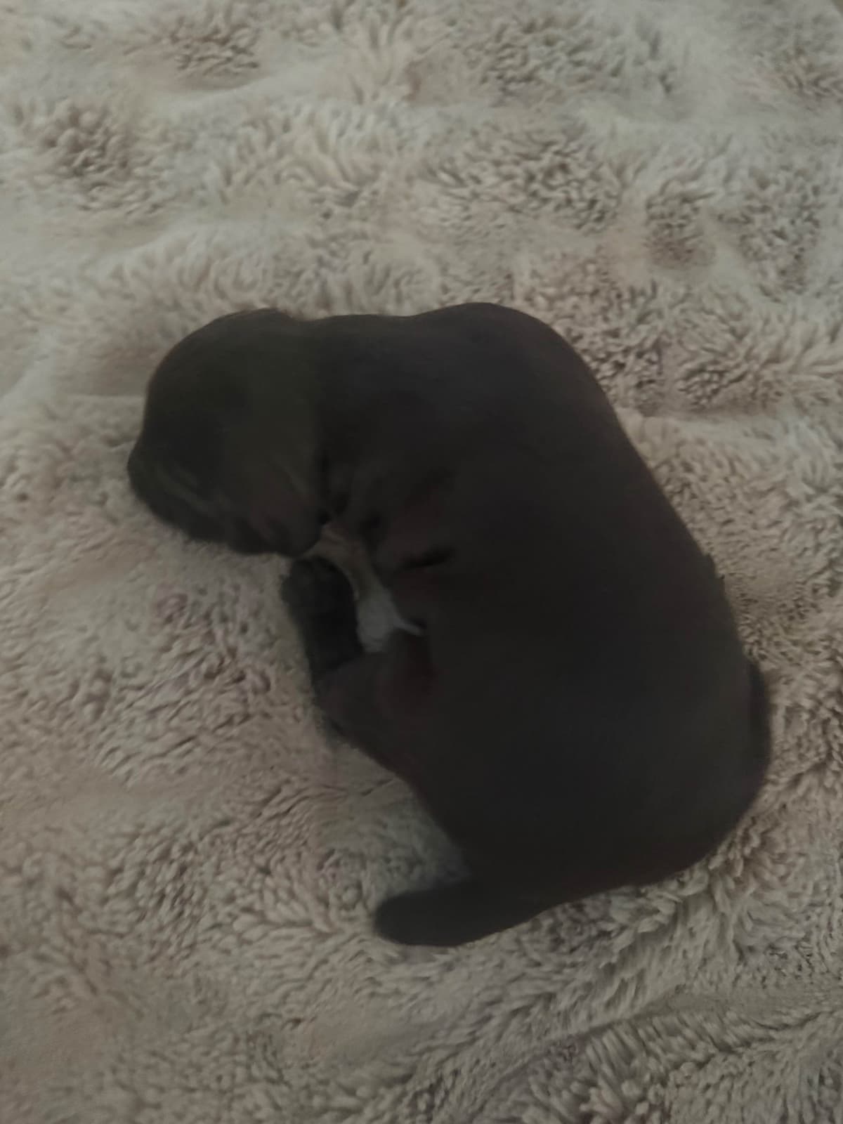 German Shorthaired Pointer Puppies breeder image 3