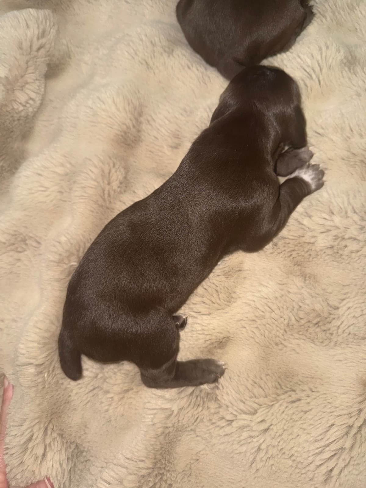 German Shorthaired Pointer Puppies breeder image 4