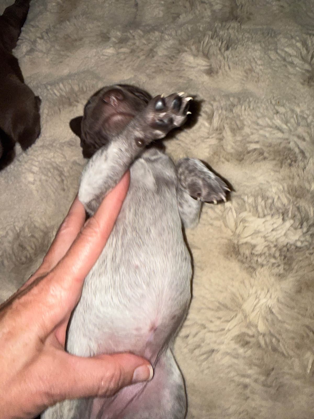 German Shorthaired Pointer Puppies breeder image 11
