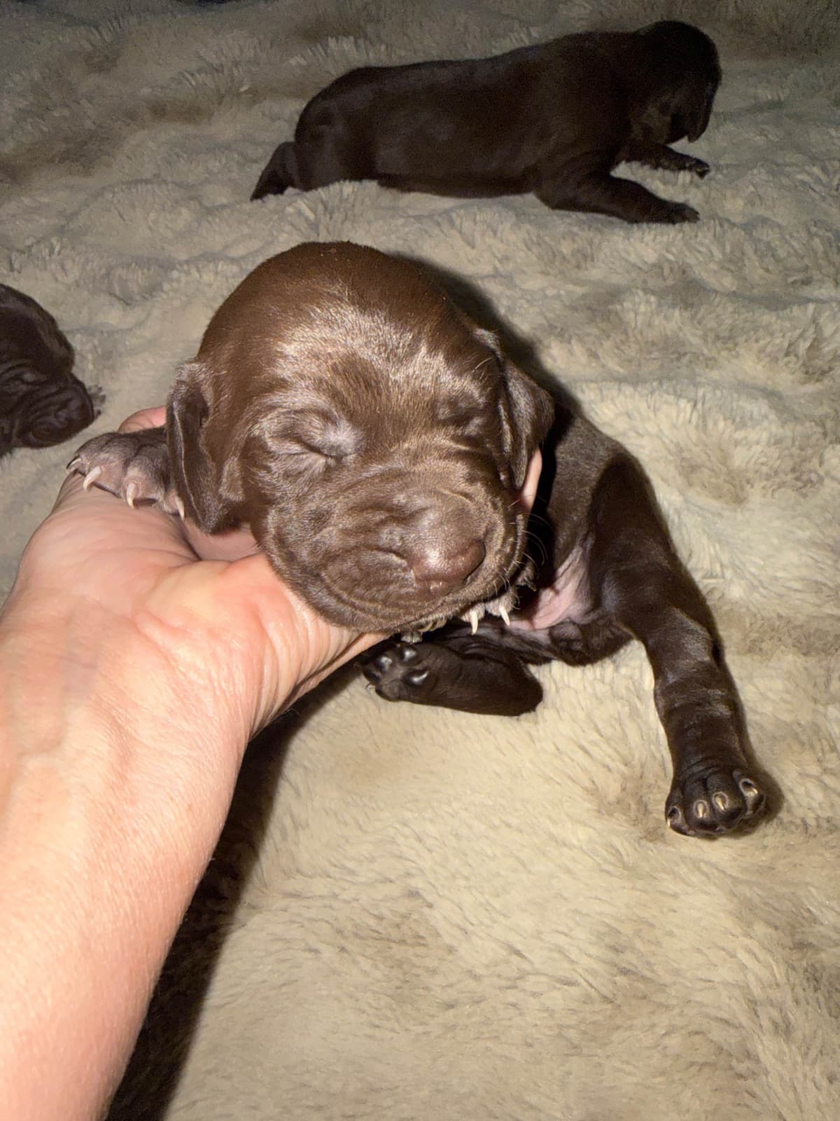 German Shorthaired Pointer Puppies breeder image 10