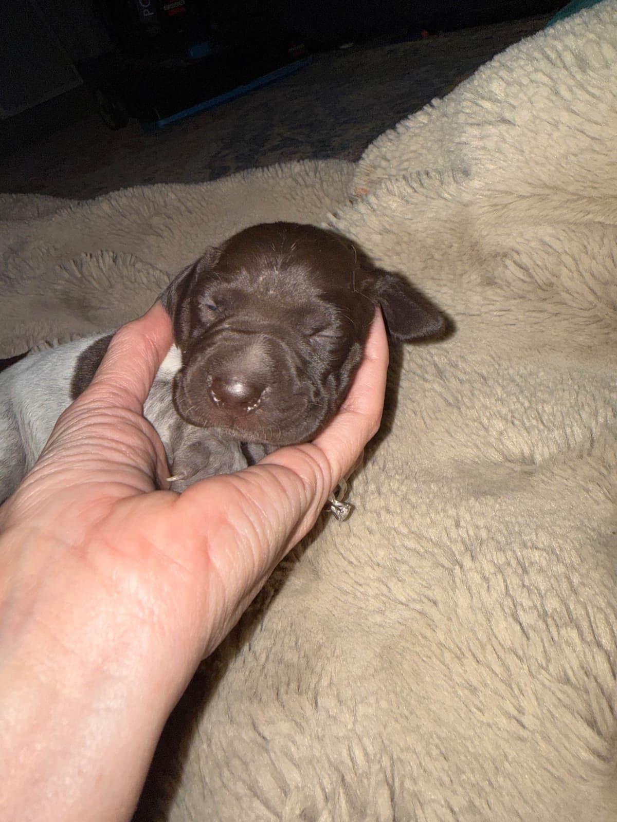 German Shorthaired Pointer Puppies breeder image 7