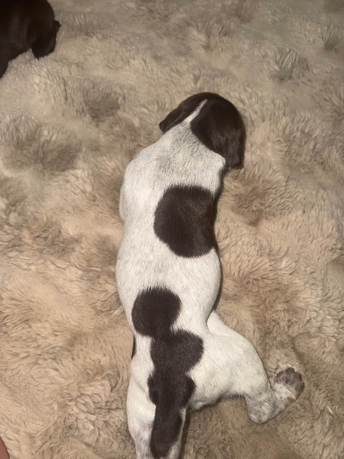 German Shorthaired Pointer Puppies breeder image 6