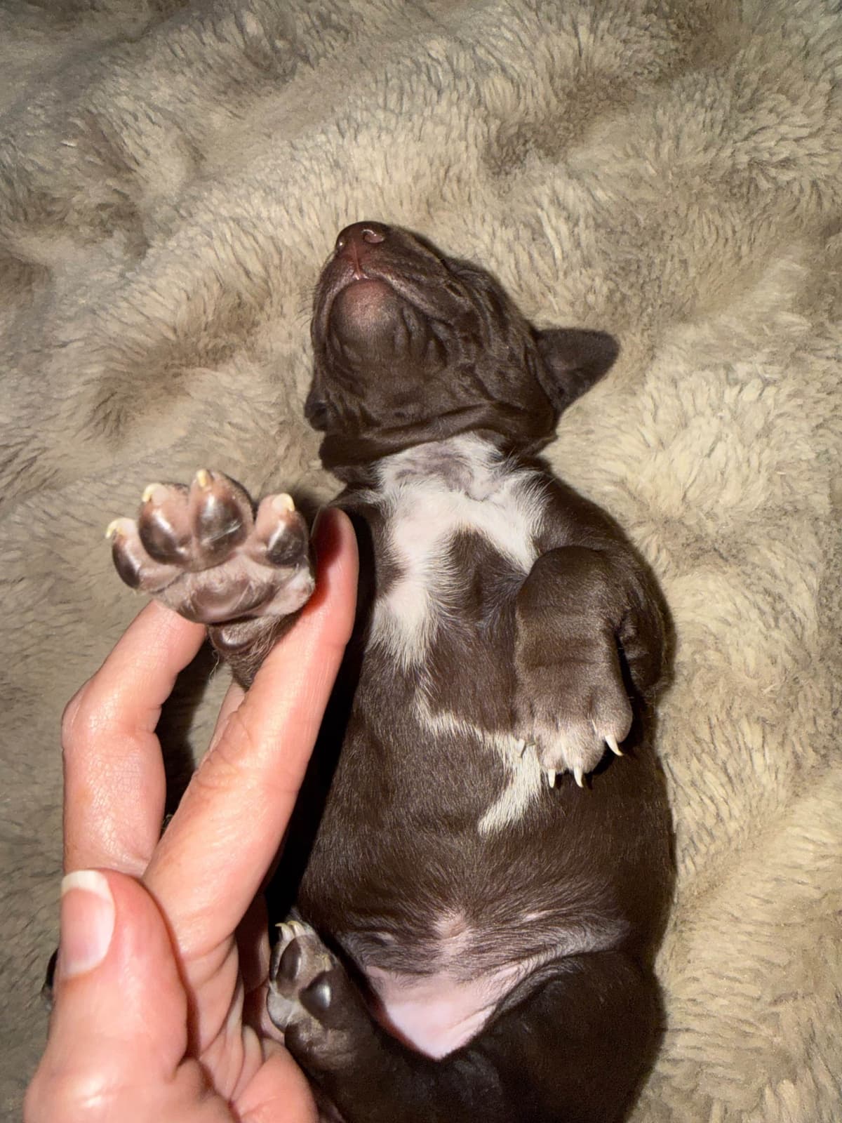 German Shorthaired Pointer Puppies breeder image 9