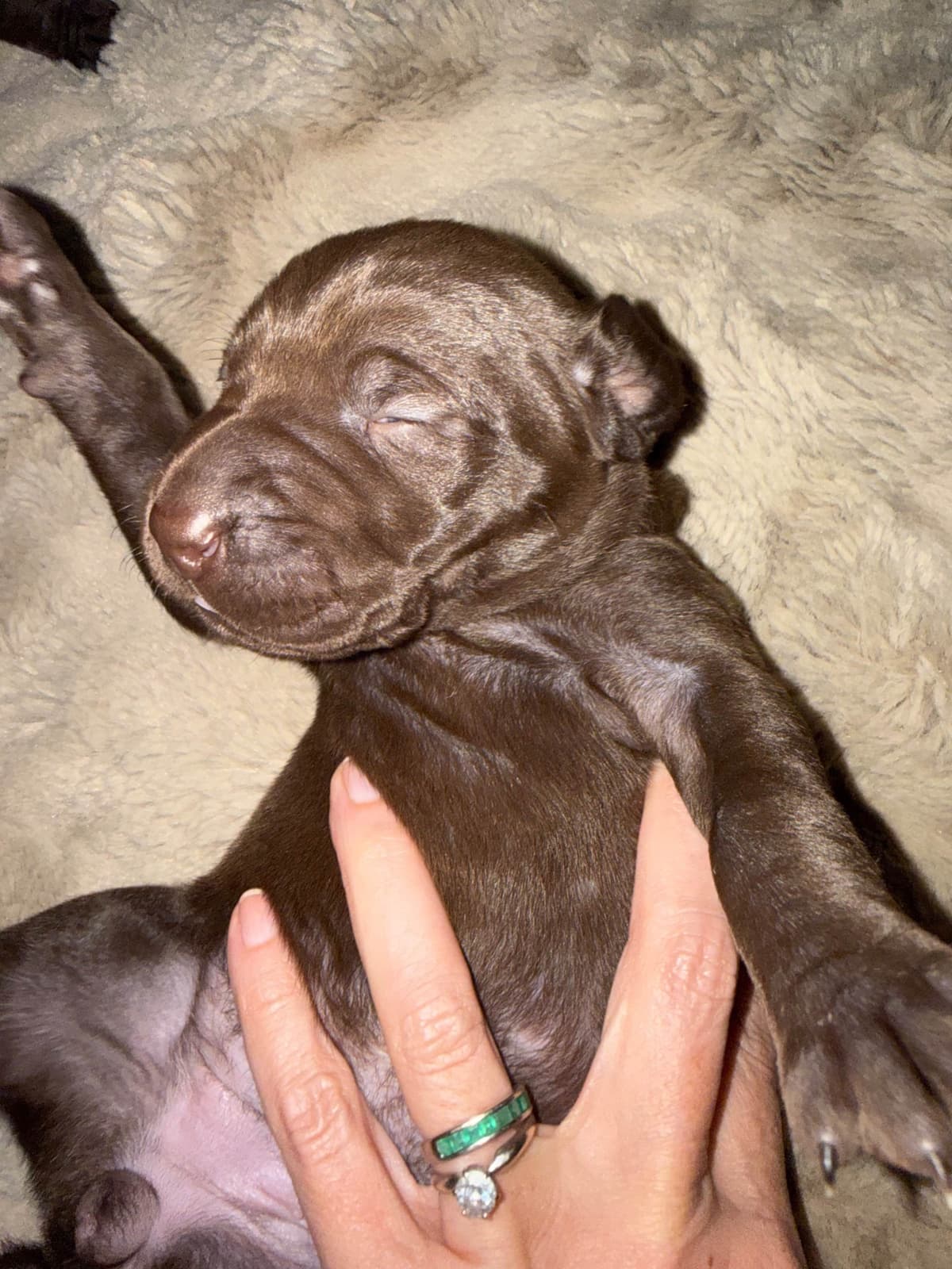 German Shorthaired Pointer Puppies breeder image 8
