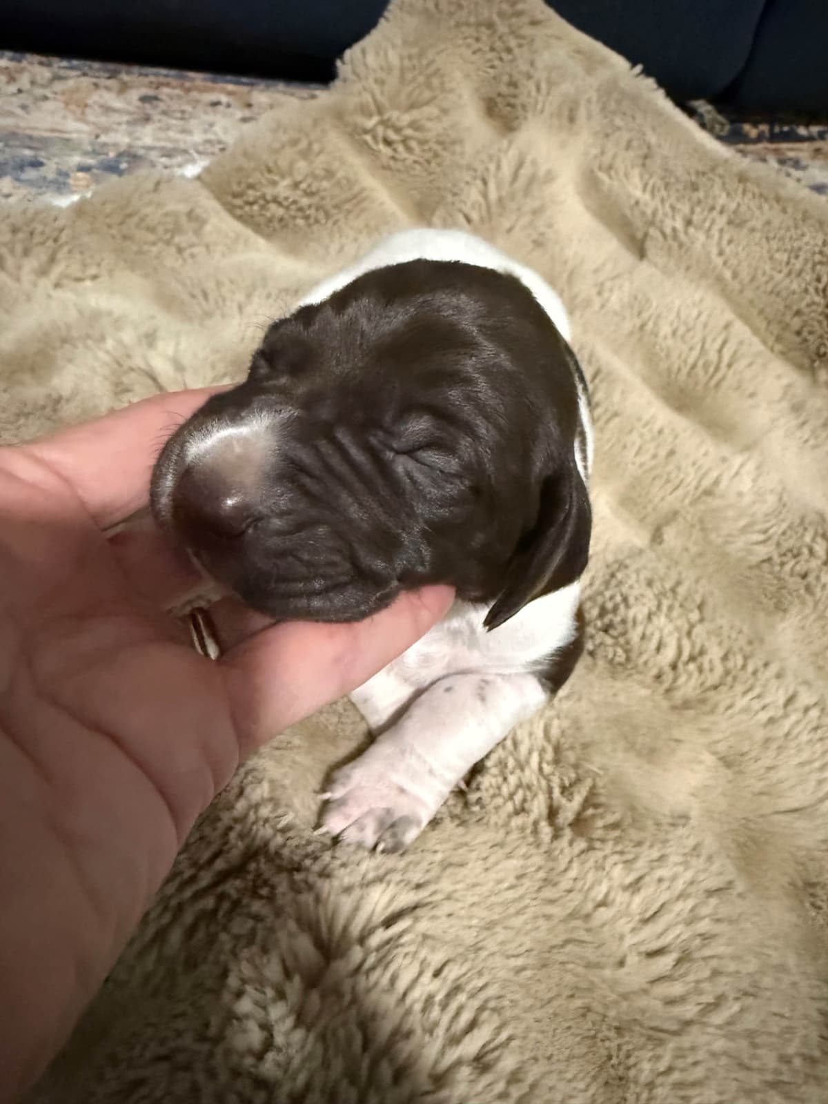German Shorthaired Pointer Puppies breeder image 17
