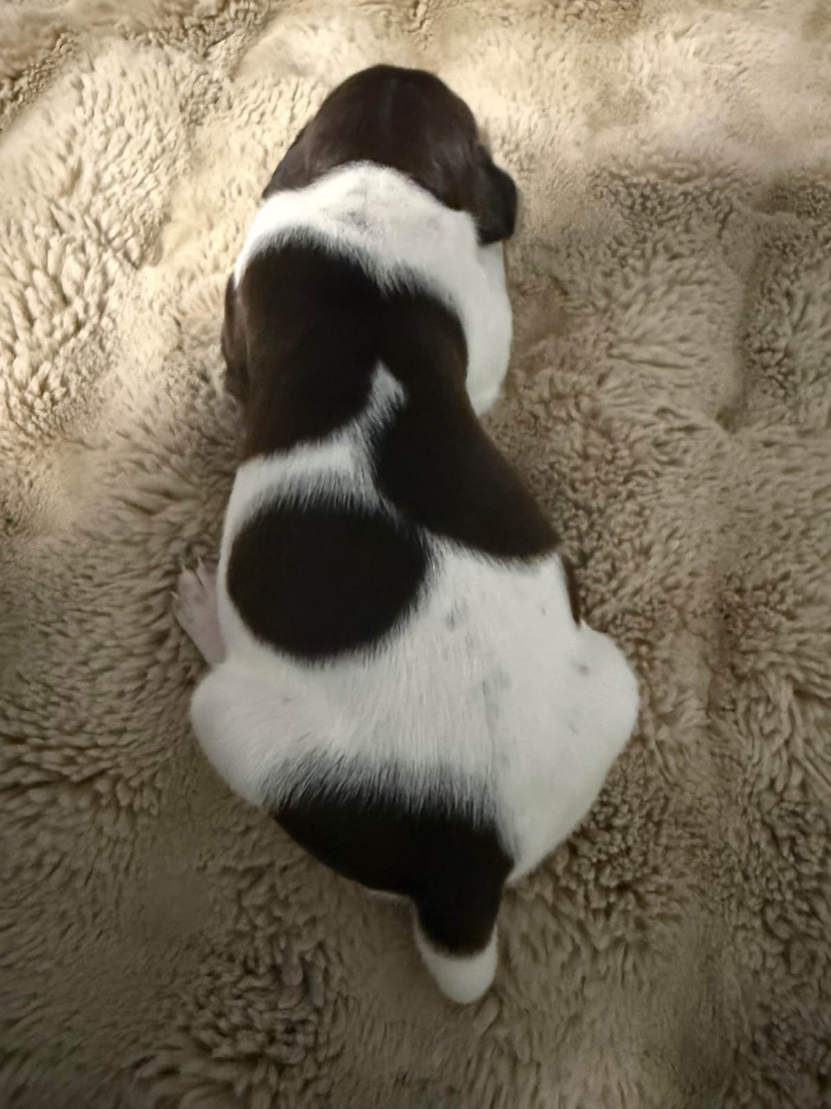 German Shorthaired Pointer Puppies breeder image 15