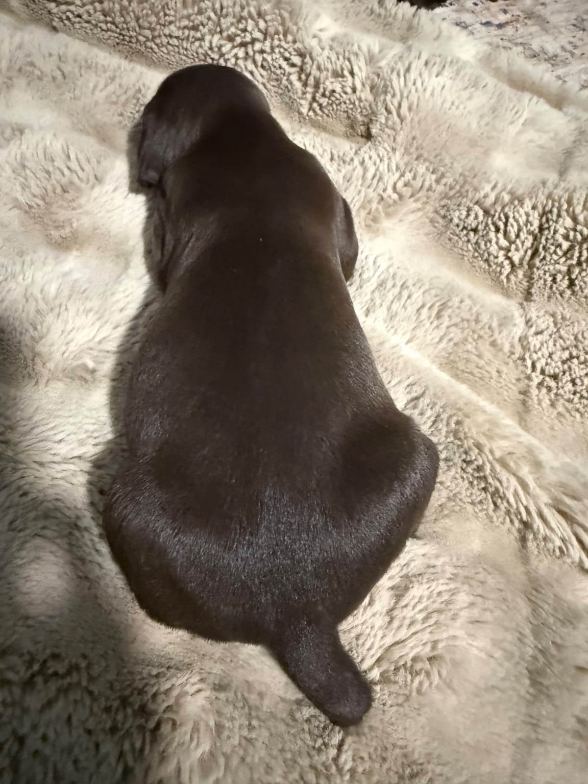 German Shorthaired Pointer Puppies breeder image 16
