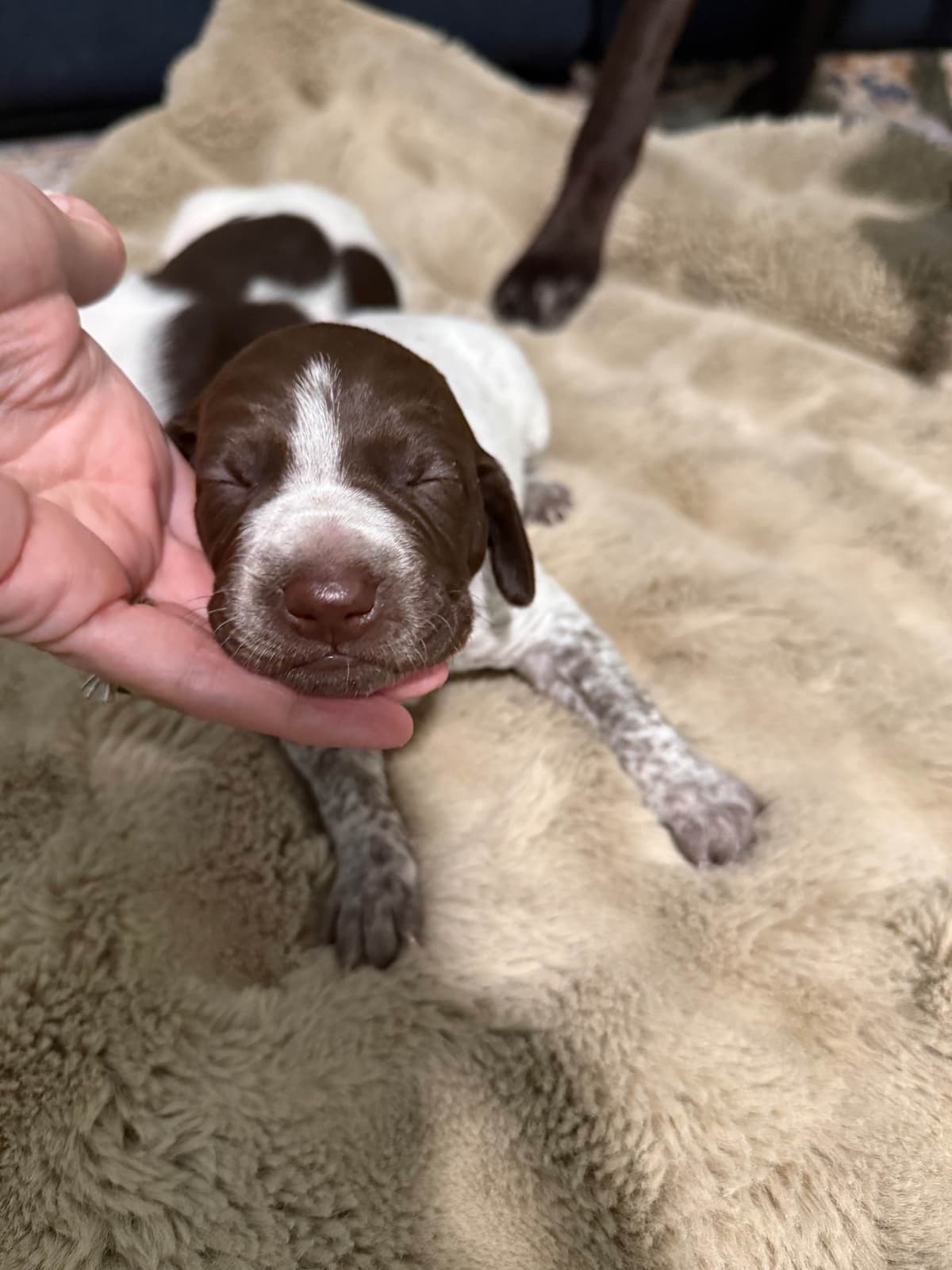 German Shorthaired Pointer Puppies breeder image 14