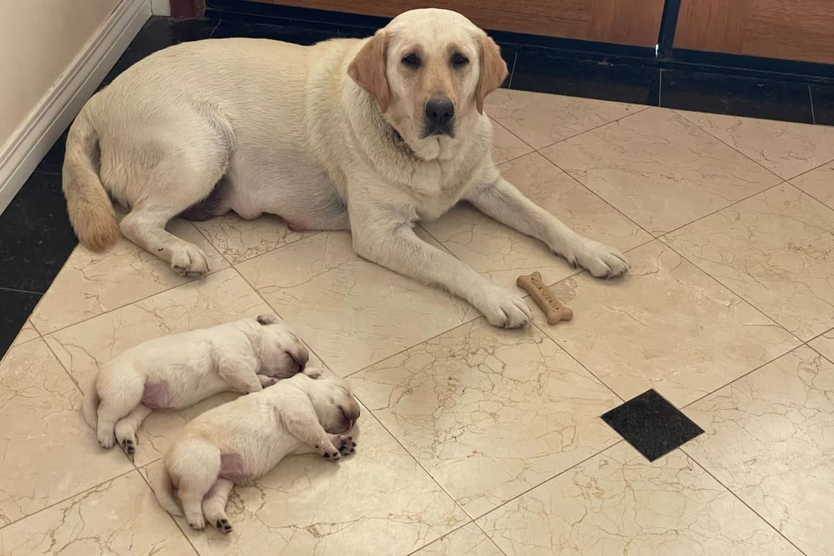 Labrador Retriever Puppies breeder image 2