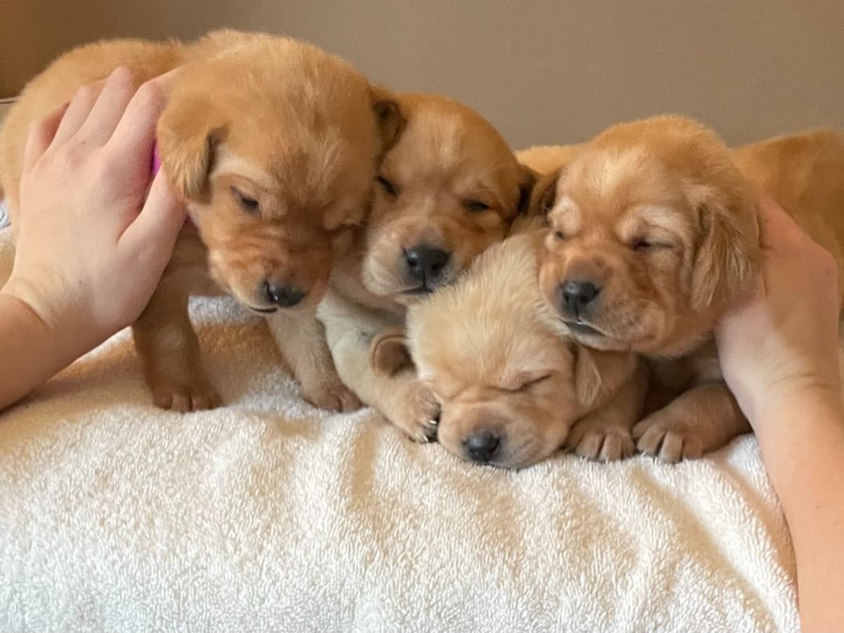 Labrador Retriever Puppies breeder image 1