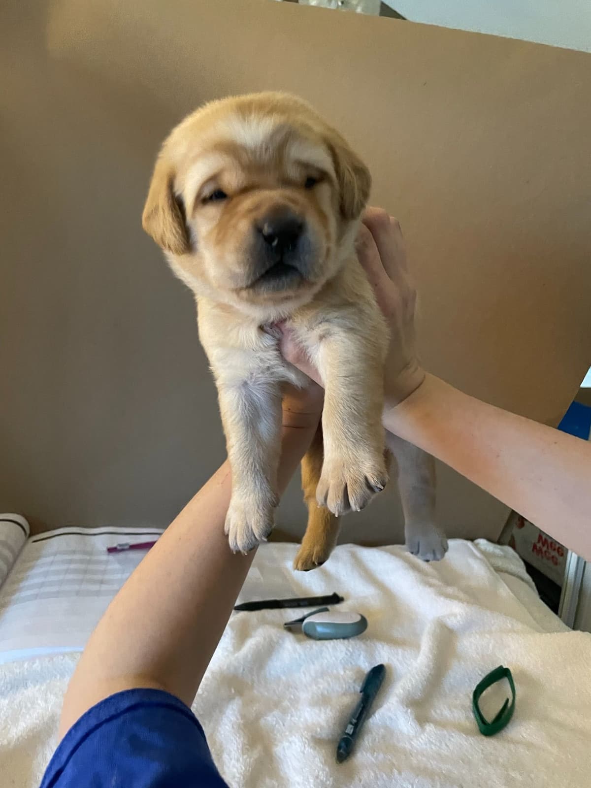 Labrador Retriever Puppies breeder image 3