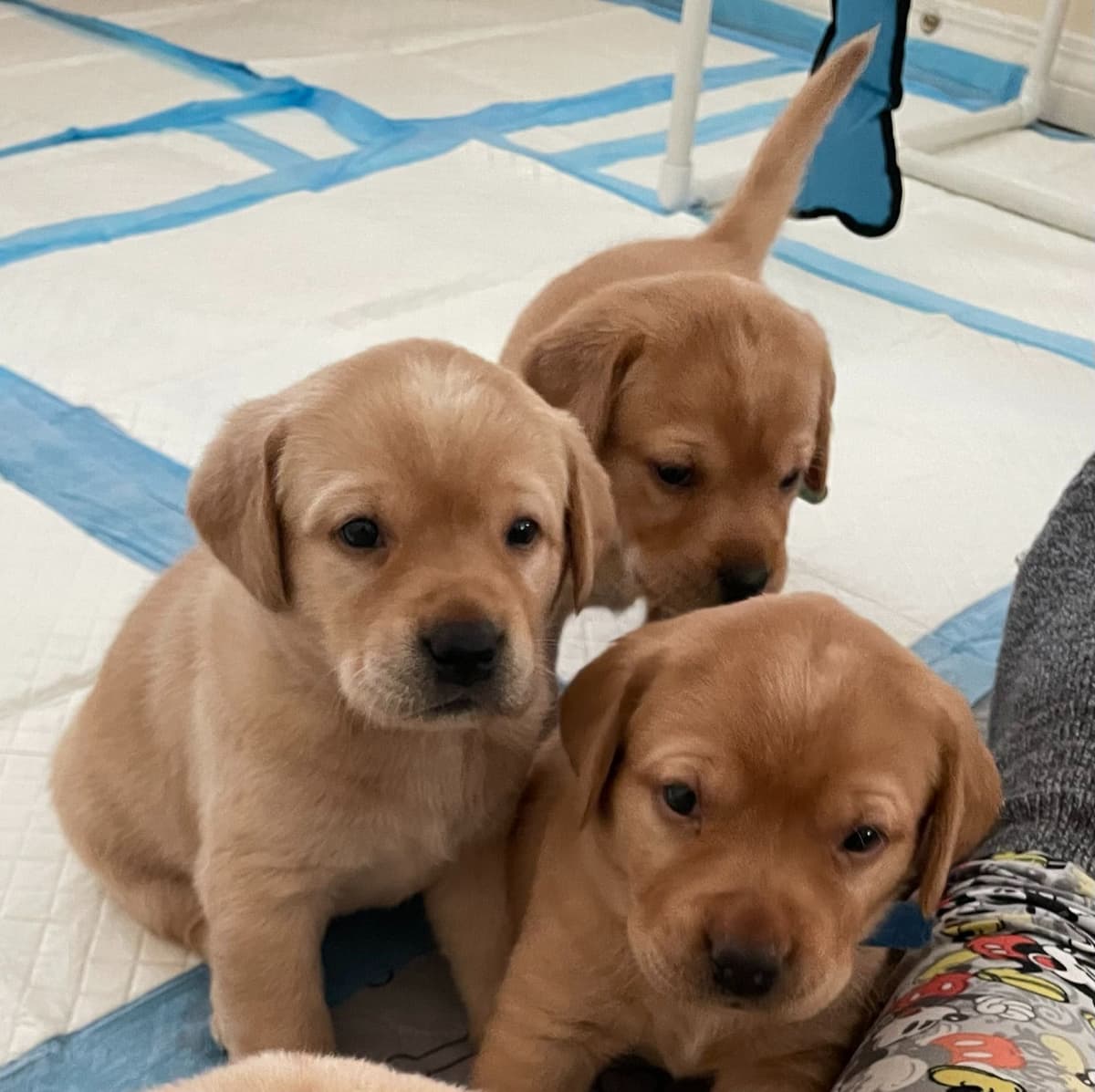 Labrador Retriever Puppies breeder image 4