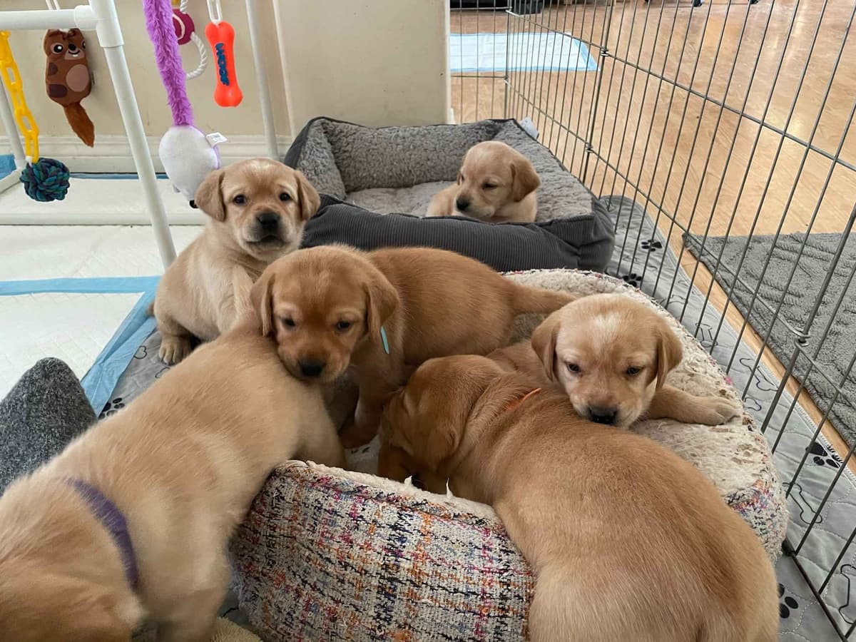 Labrador Retriever Puppies breeder image 5