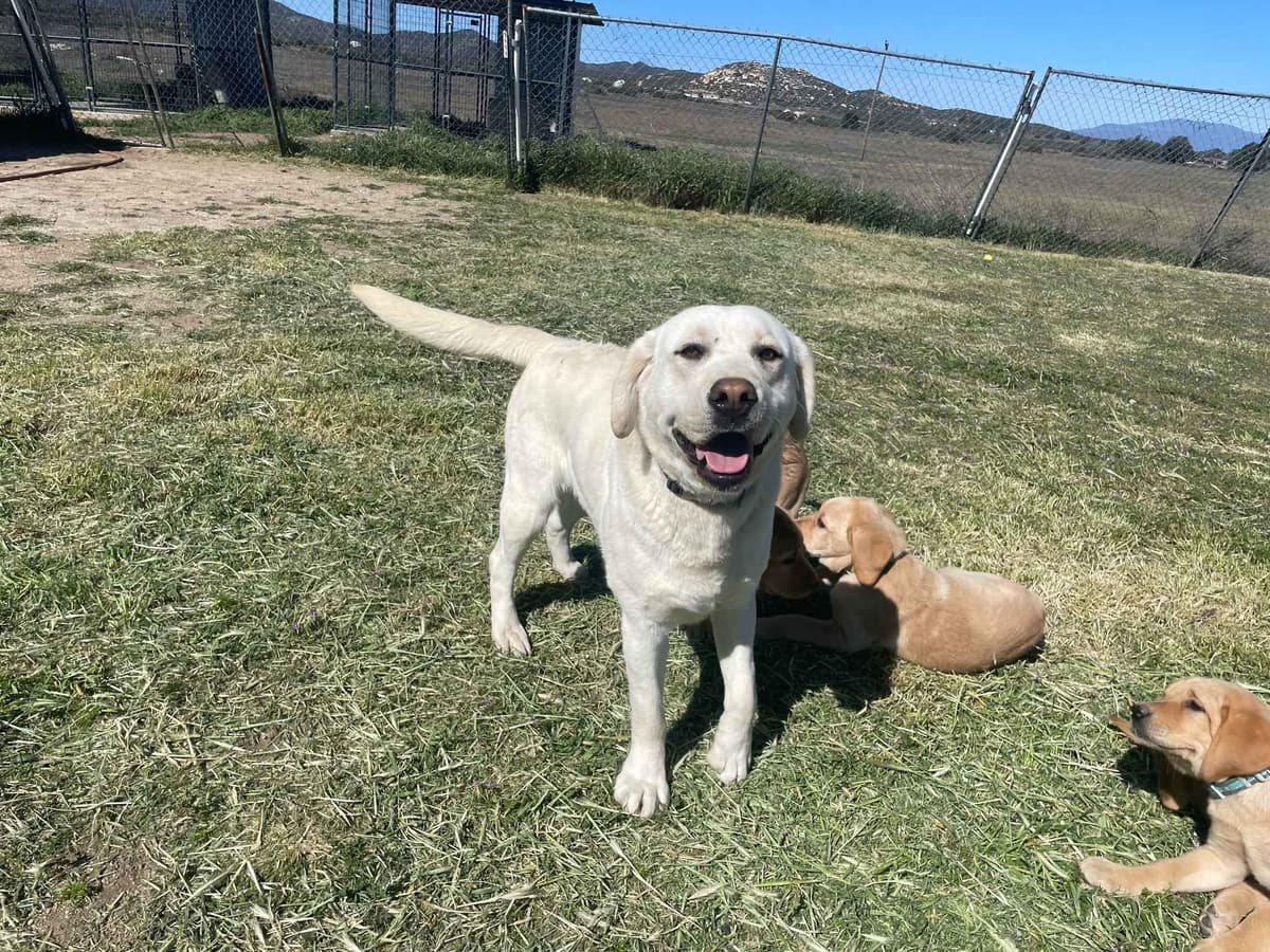 Labrador Retriever Puppies breeder image 13
