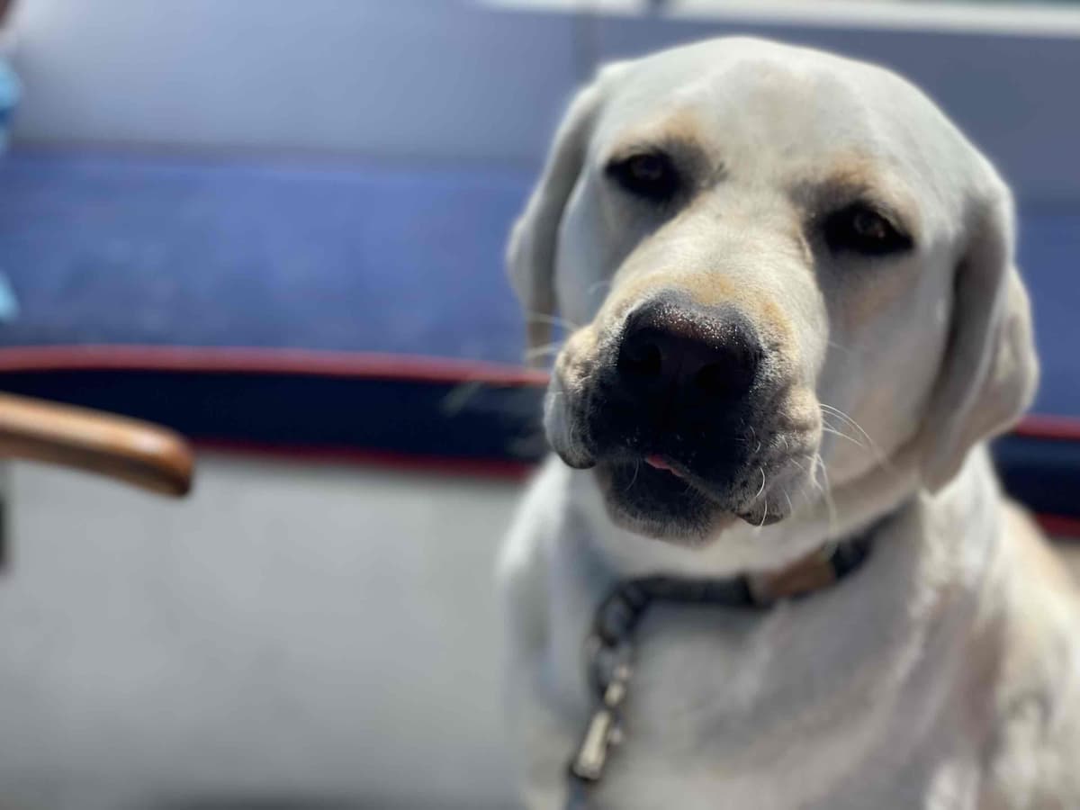 Labrador Retriever Puppies breeder image 9