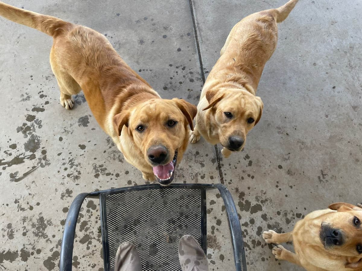 Labrador Retriever Puppies breeder image 12