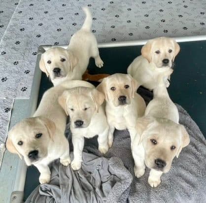Labrador Retriever Puppies breeder image 15