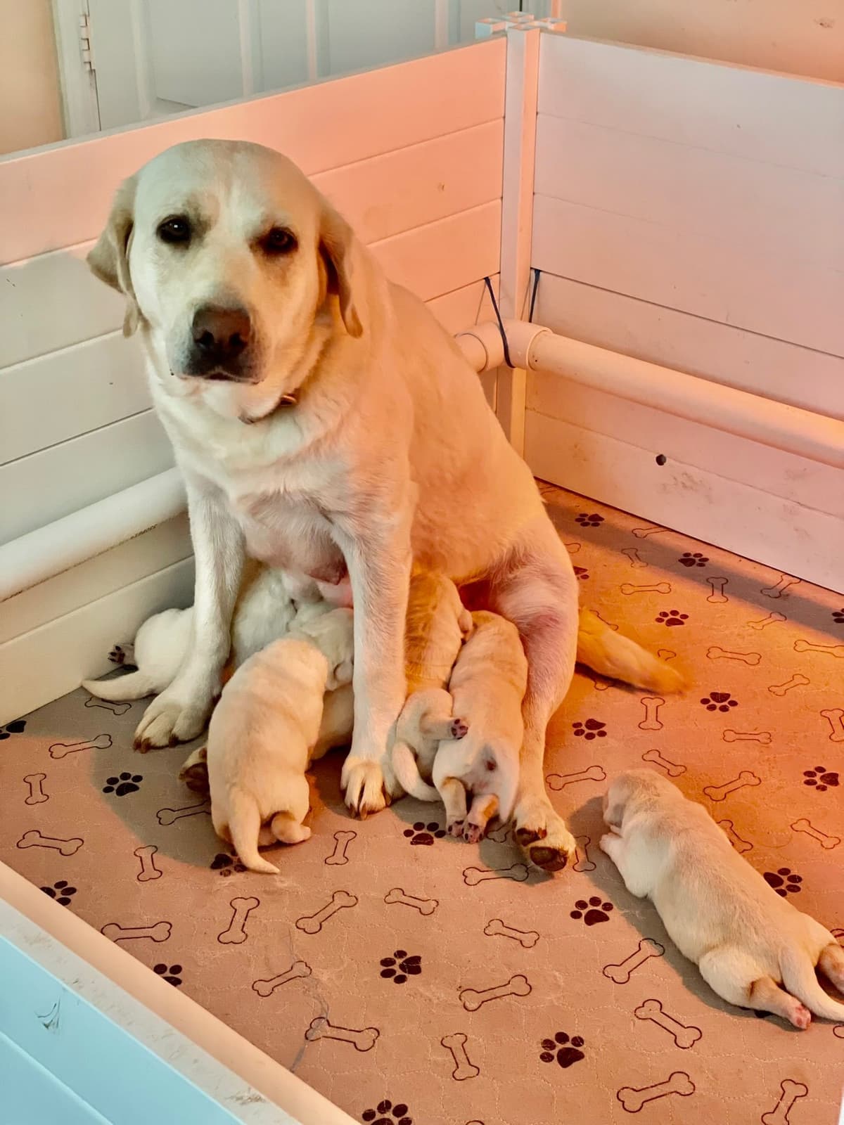 Labrador Retriever Puppies breeder image 10