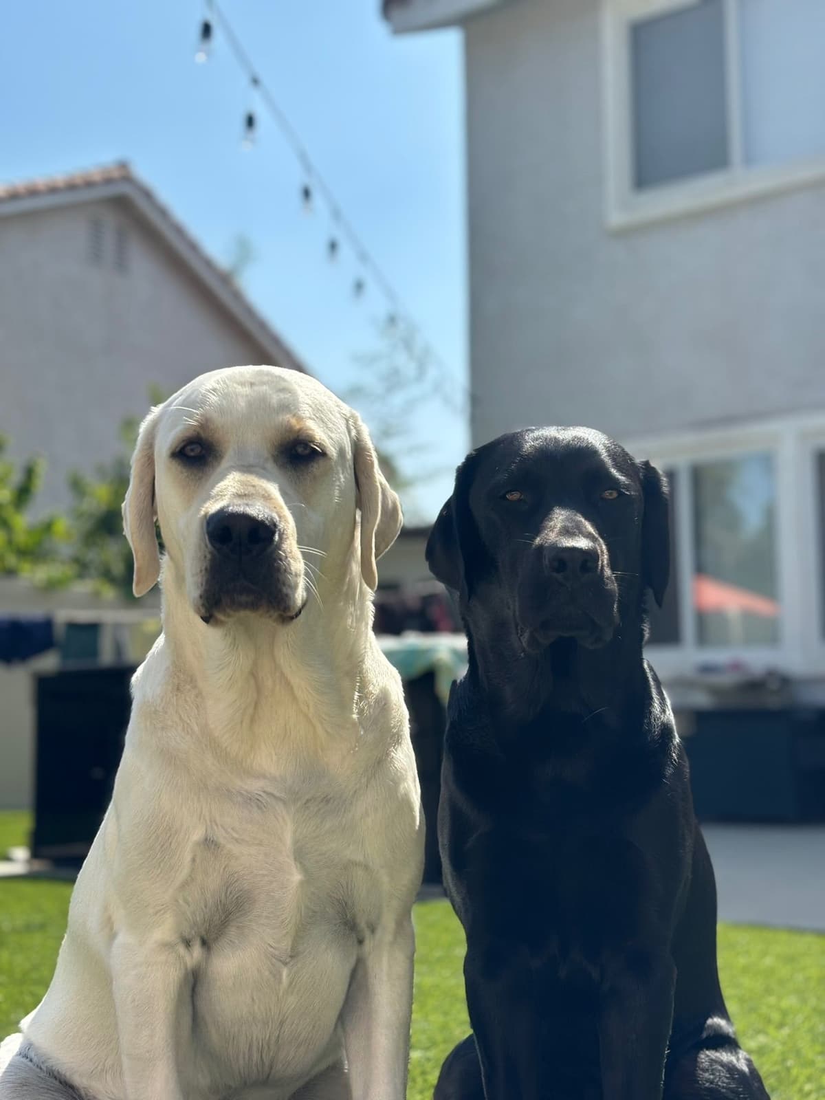 Labrador Retriever Puppies breeder image 16