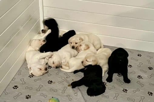 Labrador Retriever Puppies breeder image 20