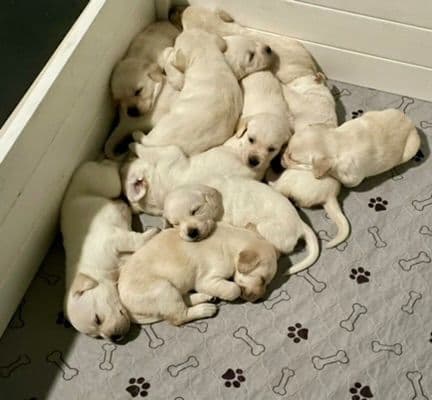 Labrador Retriever Puppies breeder image 21