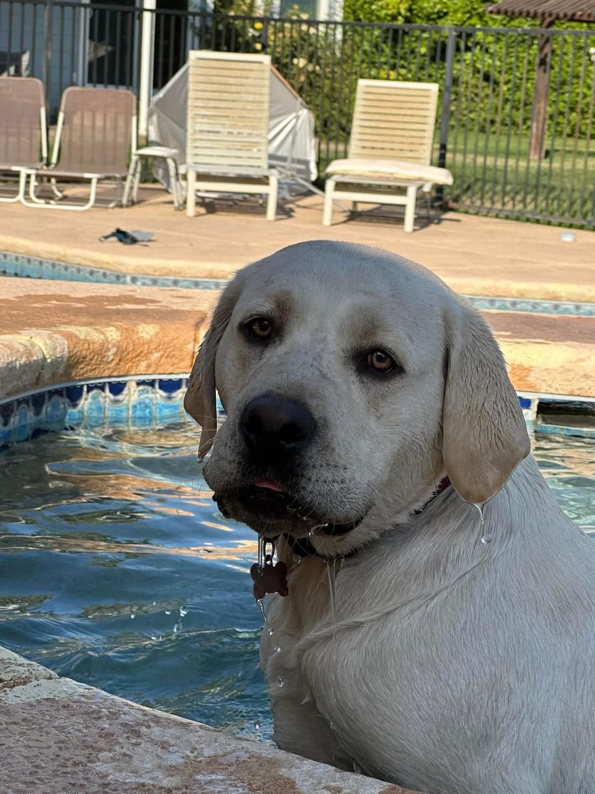Labrador Retriever Puppies breeder image 23