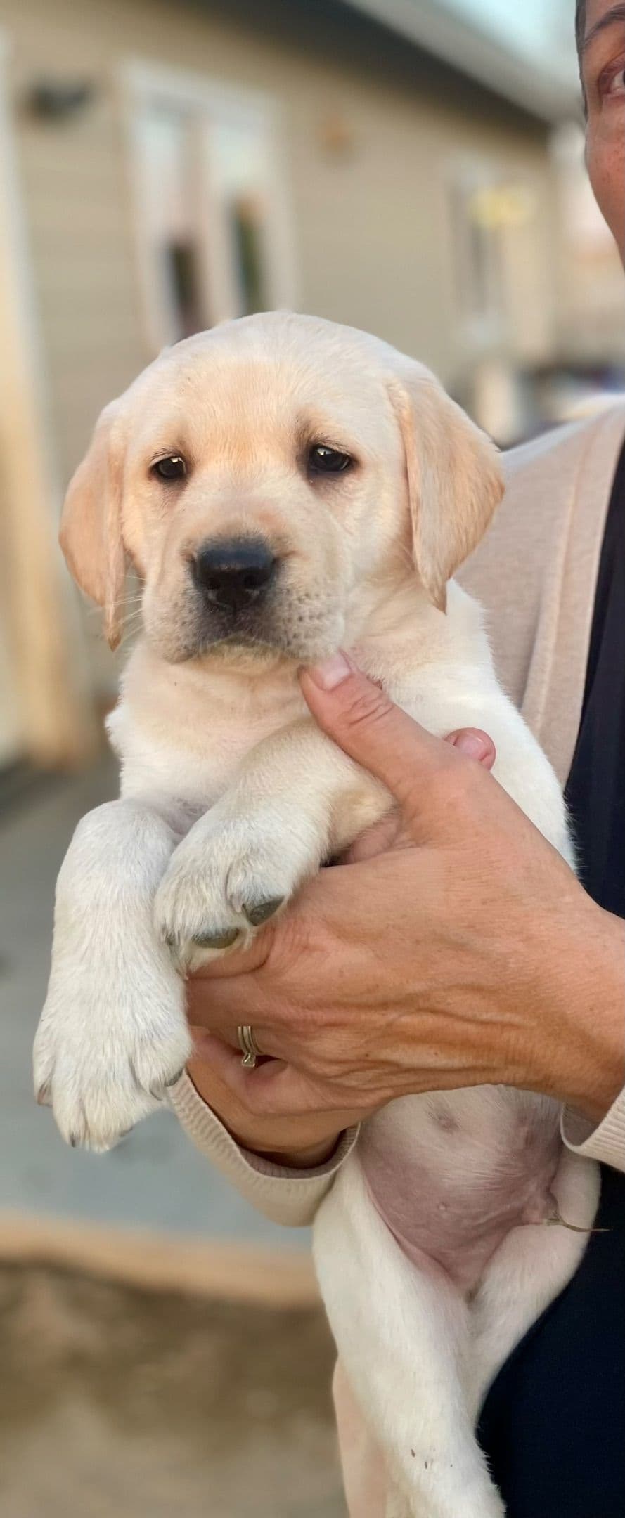 Labrador Retriever Puppies breeder image 24
