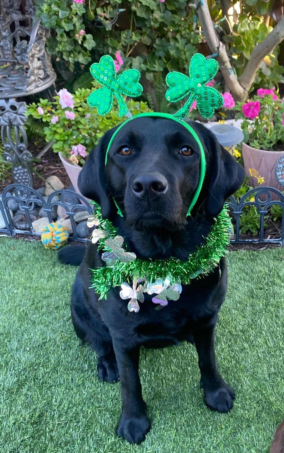 Labrador Retriever Puppies breeder image 25