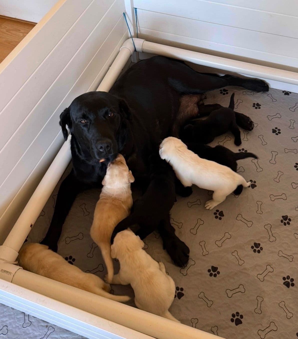 Labrador Retriever Puppies breeder image 19