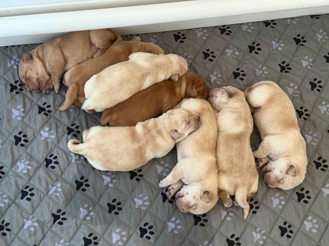 Labrador Retriever Puppies media 2