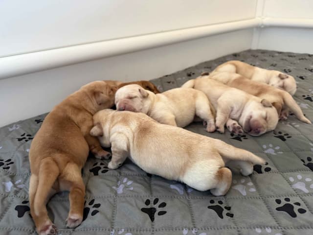 Labrador Retriever Puppies media 3