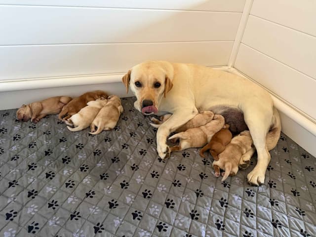 Labrador Retriever Puppies media 4