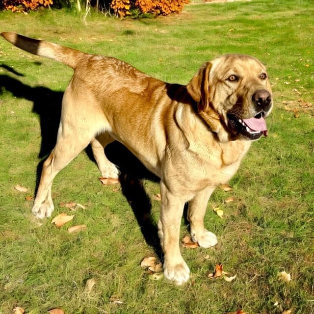 Labrador Retriever Puppies media 5