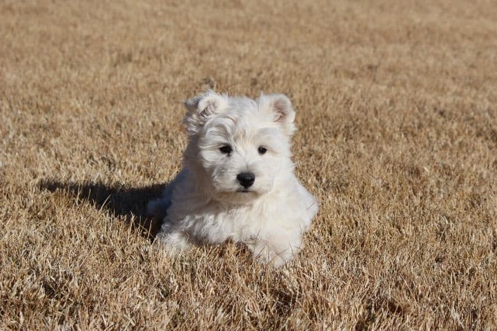 West Highland White Terrier Puppies breeder image 1