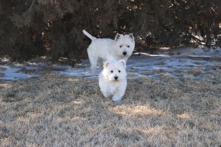 West Highland White Terrier Puppies breeder image 2