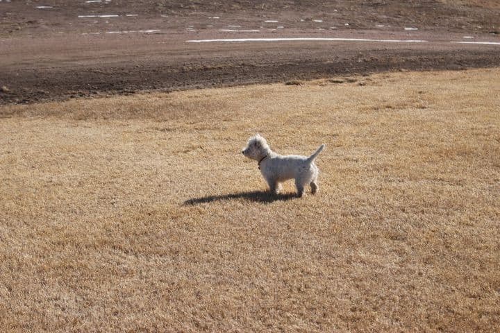 West Highland White Terrier Puppies breeder image 3