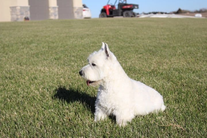 West Highland White Terrier Puppies breeder image 4